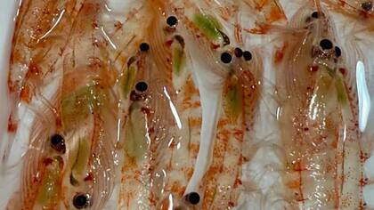Krill antártico (50-60 mm) con vísceras verdes que muestran que han comido algas recientemente