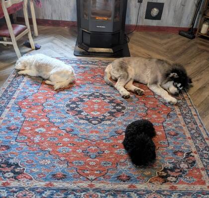 Kronk vive una vida en paz junto a sus otros hermanos rescatados (Foto: The Dodo)