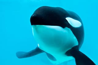 ¿Hay esperanza de poder liberar a la última orca cautiva de América del Sur?