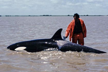 Kshamenk, la orca que fue rescatada de un varamiento en 1992