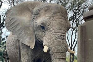 Kuky falleció esta mañana