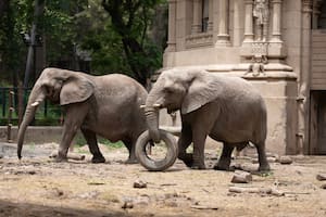 El traslado de las dos elefantas del Ecoparque porteño se posterga por el presupuesto y una prioridad