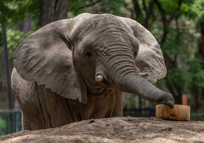 Kuky y Pupi, las dos elefantas que aún permanecen en el Ecoparque, serán enviadas a un santuario de Brasil