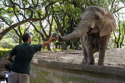 Kuky y Pupi, las dos elefantas que aún permanecen en el Ecoparque, serán enviadas a un santuario de Brasil