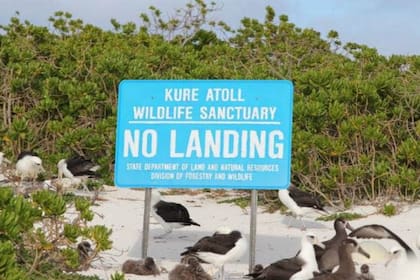 Kure Atoll es una isla que está a 2000 kilómetros de Honolulú
