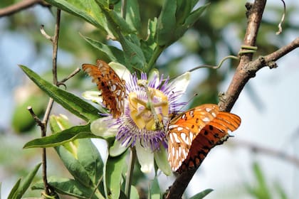 L amariposa posada sobre una Passiflora caerulea