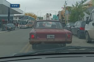 La Plata: denunciaron a un conductor por llevar a un perro en el techo del auto, pero sorprendió con su explicación