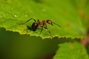 La abundancia de alimentos es uno de los principales atractivos que las hormigas tienen para adoptar un jardín