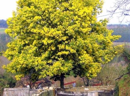 La acacia australiana