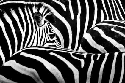 La acción de un activador y un inhibidor crea patrones... en varios casos hipnóticos