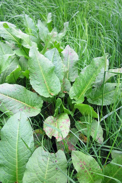 La acedera (Rumex obtusifolius) funciona como un bioindicador, suele ser señal de un exceso de nitrógeno