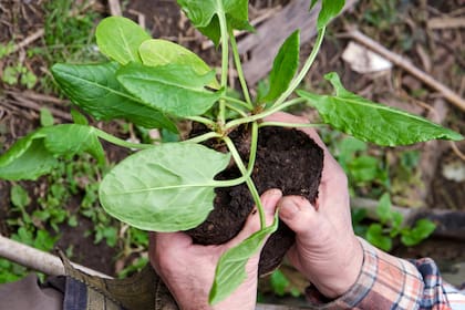 La acedera se puede sumar a tu huerta para consumir en ensaladas, pero conviene consumir las hojas jóvenes, ya que son más tiernas.