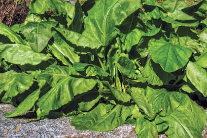La acedera suele crecer al costado de los caminos, en baldíos y en zonas del jardín donde no se corta el césped
