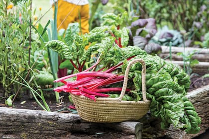 La acelga es fuente extraordinaria de vitaminas y minerales, especialmente hierro.