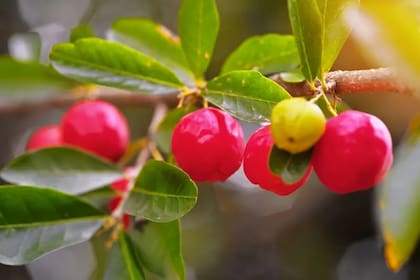 La acerola, también llamada cereza de Barbados, es una joya tropical que se ha usado en la medicina popular caribeña por generaciones