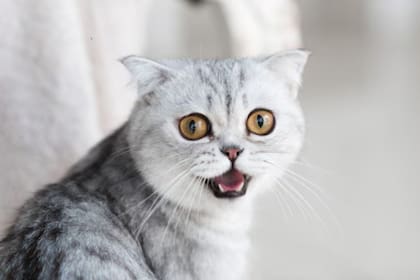 La actitud de los gatos también delata si hay alguna dolencia