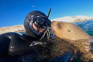 Cómo es la sorprendente experiencia de bucear con ballenas, lobos marinos y delfines