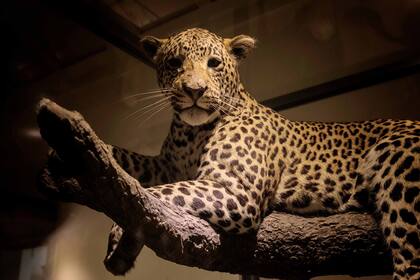 La actividad es incesante e intensa. Mamíferos, reptiles, todas las especies tienen un grupo investigador asignado.