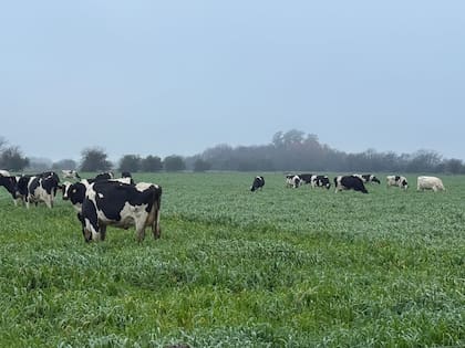 La actividad tambera estuvo con precios y costos por debajo de la inflación y con exportaciones y consumo interno en aumento