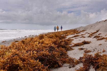 La acumulación masiva de sargazo puede traer malos olores en las playas de Florida