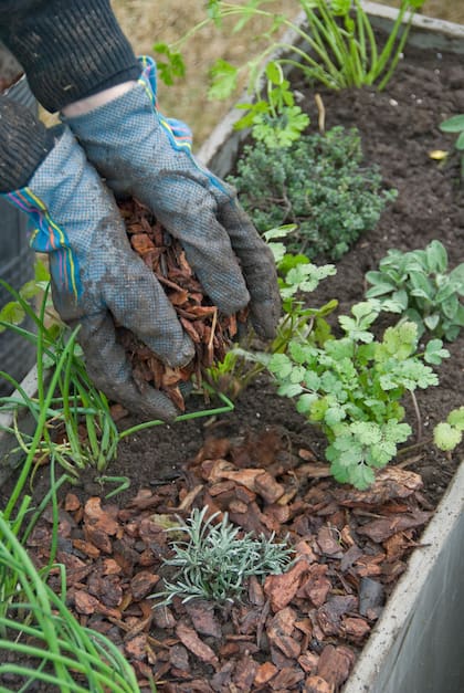 La adecuada estructura del suelo y el drenaje correcto garantizan la salud de la planta