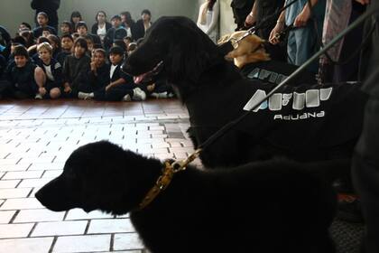 La Afip hizo demostraciones con sus perros en escuelas primarias