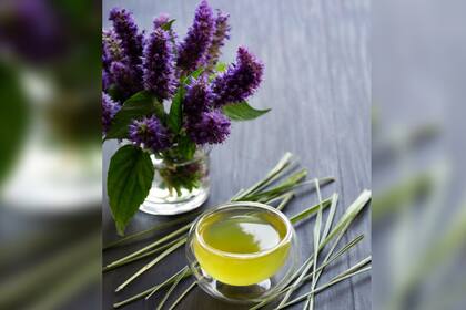 La agastache rugosa o menta coreana contiene propiedades beneficiosas para el organismo (Foto Pexels)
