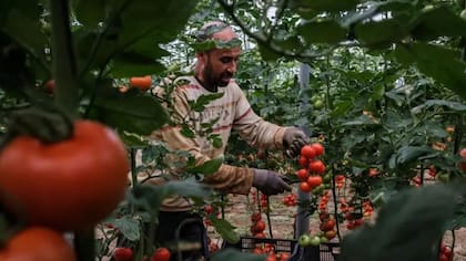 La agricultura es el principal sector de empleo para los marroquíes en España