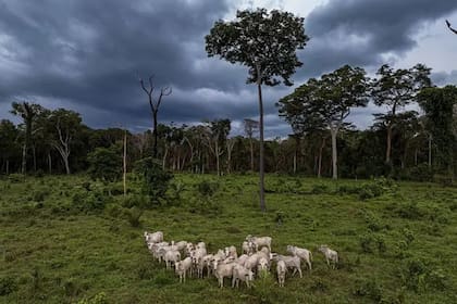 La agricultura, la cría de ganado y la minería arrasaron con miles de hectáreas de selva