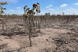 El clima está cambiando de manera estructural y le pone luces rojas al negocio agrícola