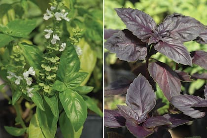 La albahaca común y la morada
