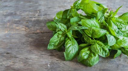 La albahaca, el aliado natural