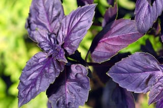 La hierba arómatica que es adorada en Italia y tiene propiedades expectorantes