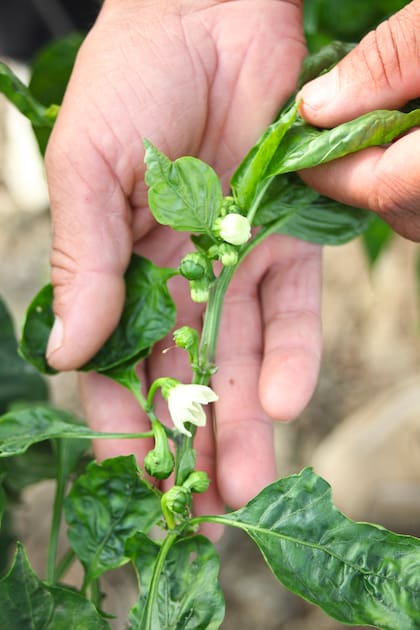 La albahaca es una compañera estratégica de los plantines de ají