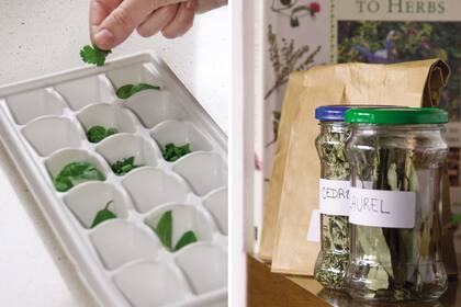 La albahaca es una de las hierbas aromáticas que admiten su conserva en el freezer. Otras como el cedrón o el laurel deben secarse primero y luego ser almacenadas en frascos.