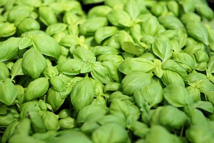 La albahaca es una herbácea anual originaria de Asia Meridional que fue introducida en Europa en el siglo XVI, donde fue apreciada como un aromatizante de la cocina mediterránea.