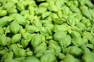 Albahacas: usos y secretos de la aromática fundamental de la huerta en verano
