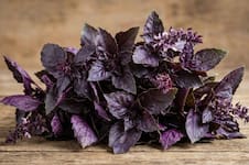 La planta que repele mosquitos y ofrece grandes beneficios con poco mantenimiento