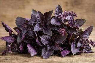 La planta que repele mosquitos y ofrece grandes beneficios con poco mantenimiento