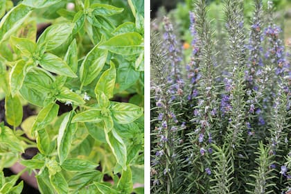 La albahaca (Ocimun basilicum) es una herbácea anualcon hojas muy aromáticas (izq.). Romero (Salvia rosmarinus) es un arbusto perenne que alcanza de 1 a 2 m de altura (der.)