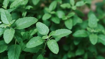 La albahaca sagrada (ocimum tenuiflorum) es diferente a la albahaca que se usa comúnmente para cocinar
Foto: iStock