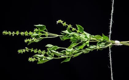 La albahaca sirve para tratar gripes, resfriados y bronquitis, combatir la ansiedad, la depresión y el insomnio