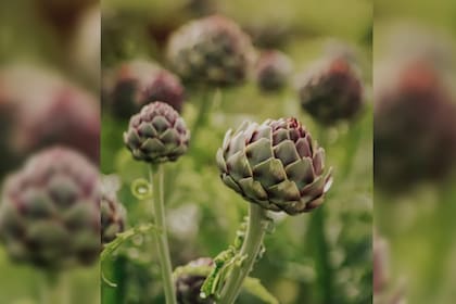 La alcachofa, también conocida como alcaucil es un vegetal originario de tierras mediterráneas y muy conocido en el ámbito gastronómico (Foto Pexels)