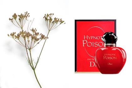 La alcaravea aporta su aroma singular al famoso perfume Poison de Dior