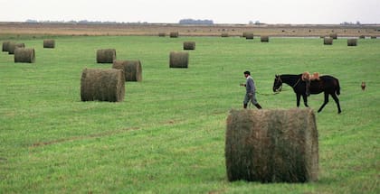 La alfalfa es clave para la producción ganadera, pero con un proceso tiene una salida exportadora cada vez mayor
