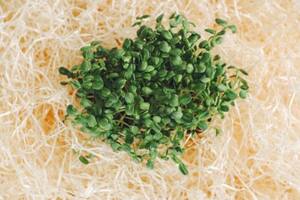 La alfalfa es fuente de calcio, potasio, fósforo, hierro y vitaminas A, C, E y K.