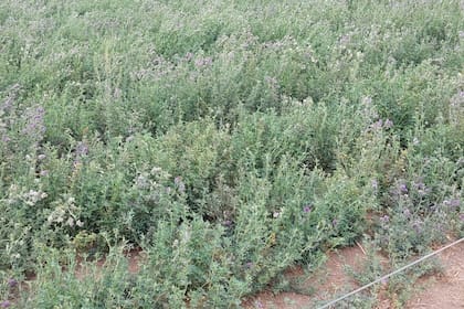 La alfalfa es la base del planteo ganadero