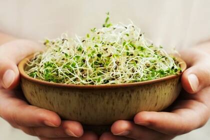 La alfalfa proviene de Asia y se adapta muy bien tanto a climas fríos como calurosos