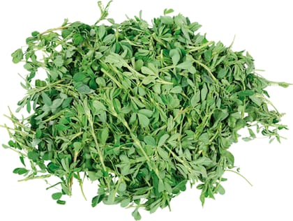 La alfalfa trae muchos beneficios para los humanos.