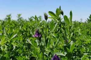Ya se exportaron más de 90.000 toneladas de un cultivo que es sensación